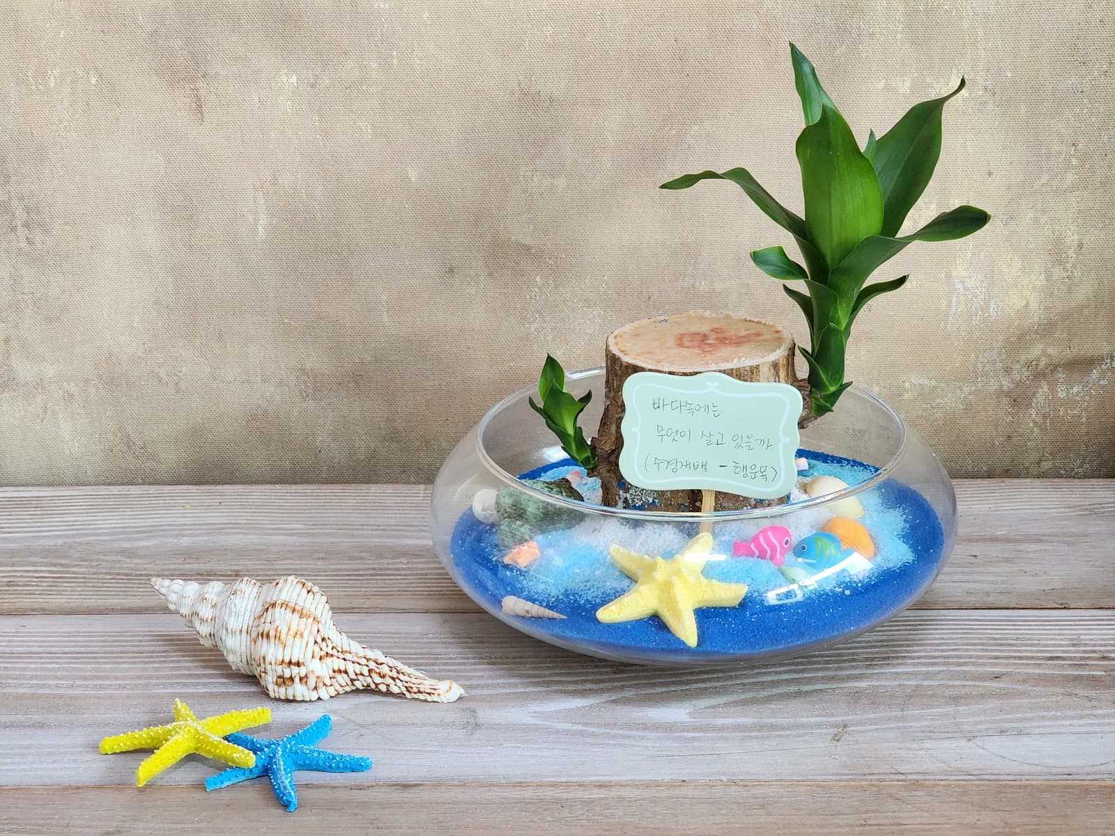 행운목 바다 수경재배 7