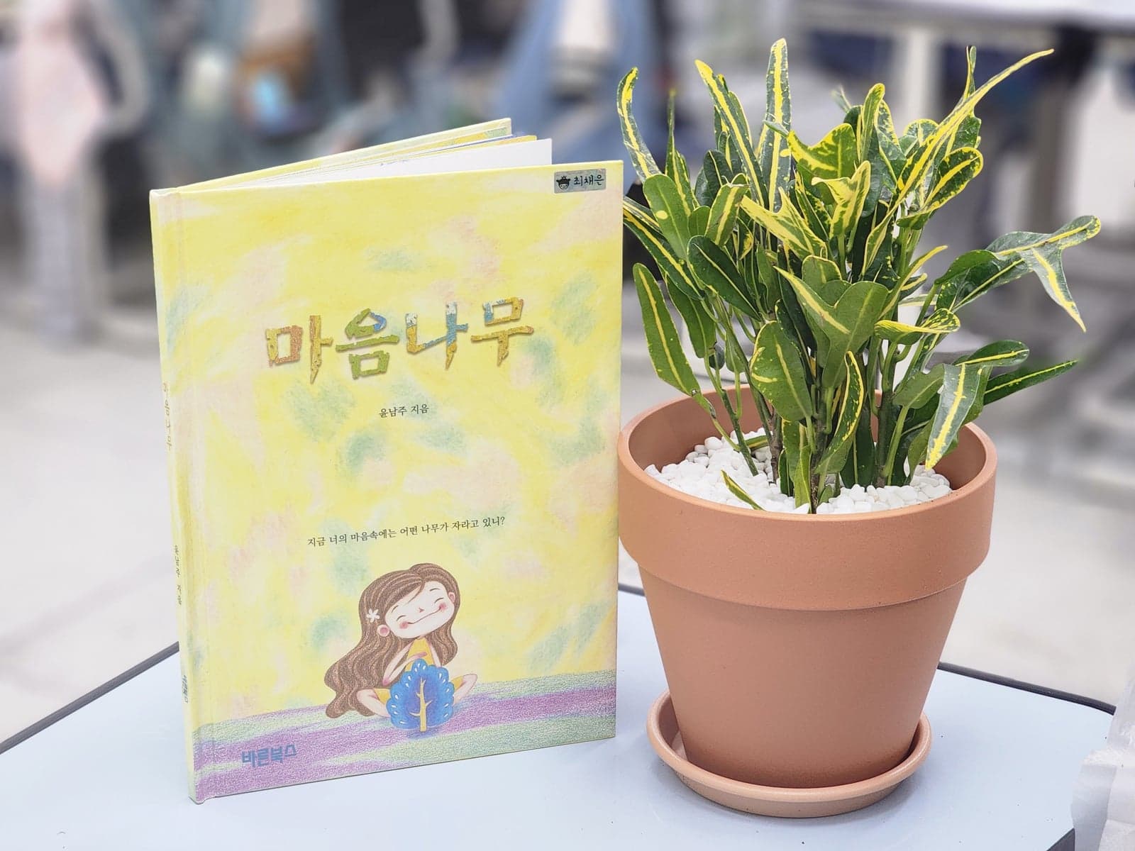 식물심기 (고무나무 또는 바나나 크로톤) 1