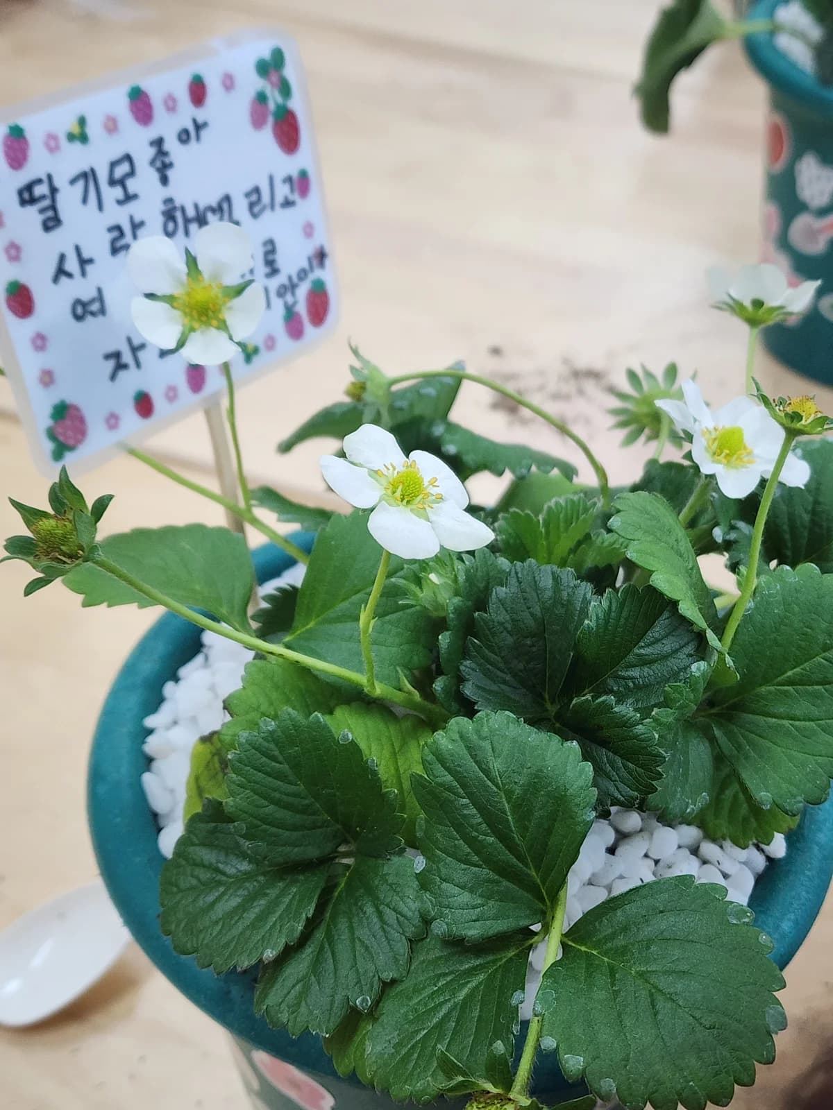 딸기 모종 심기 9